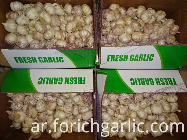 Export Standard Fresh New Garlic